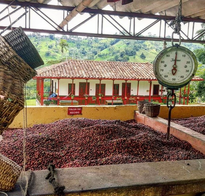 El Ocaso Finca Cafetera