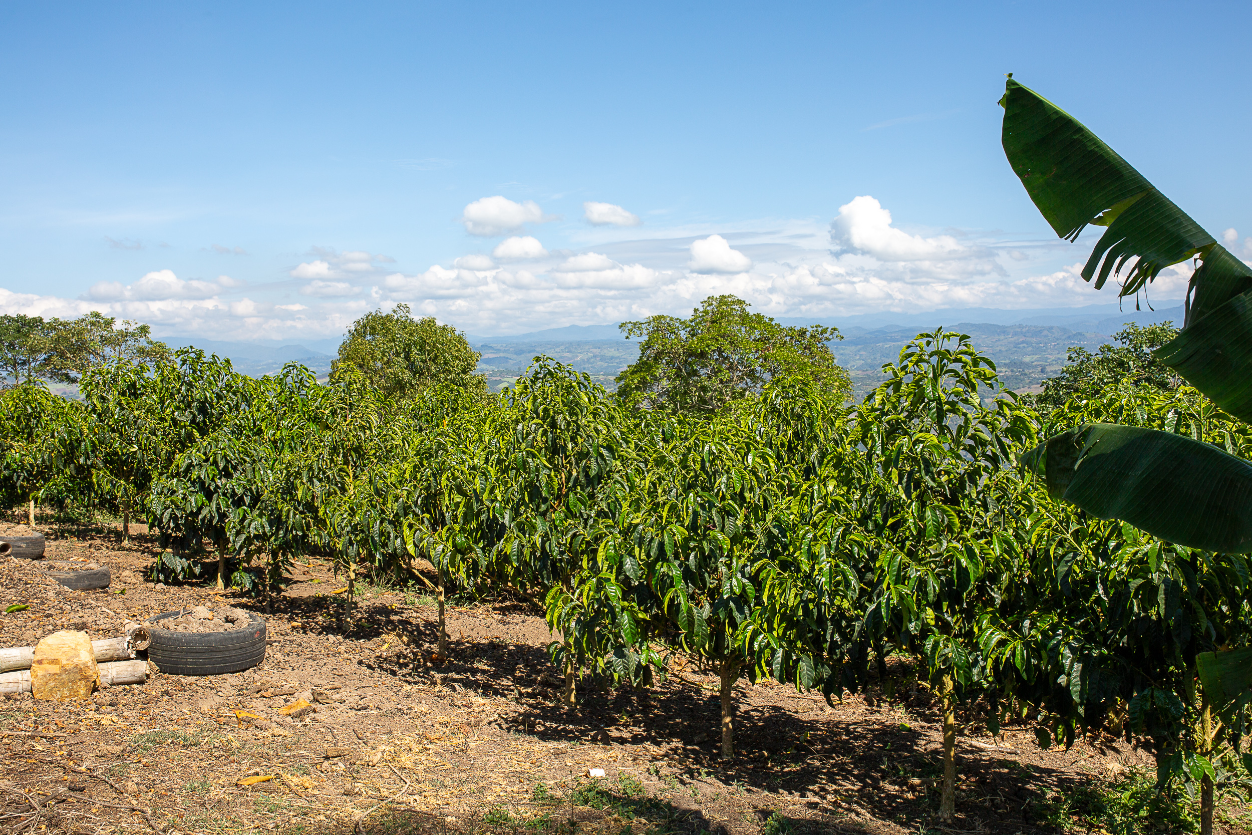 Finca Buenavista 美景庄园 (蕙兰) - GLOP COFFEE