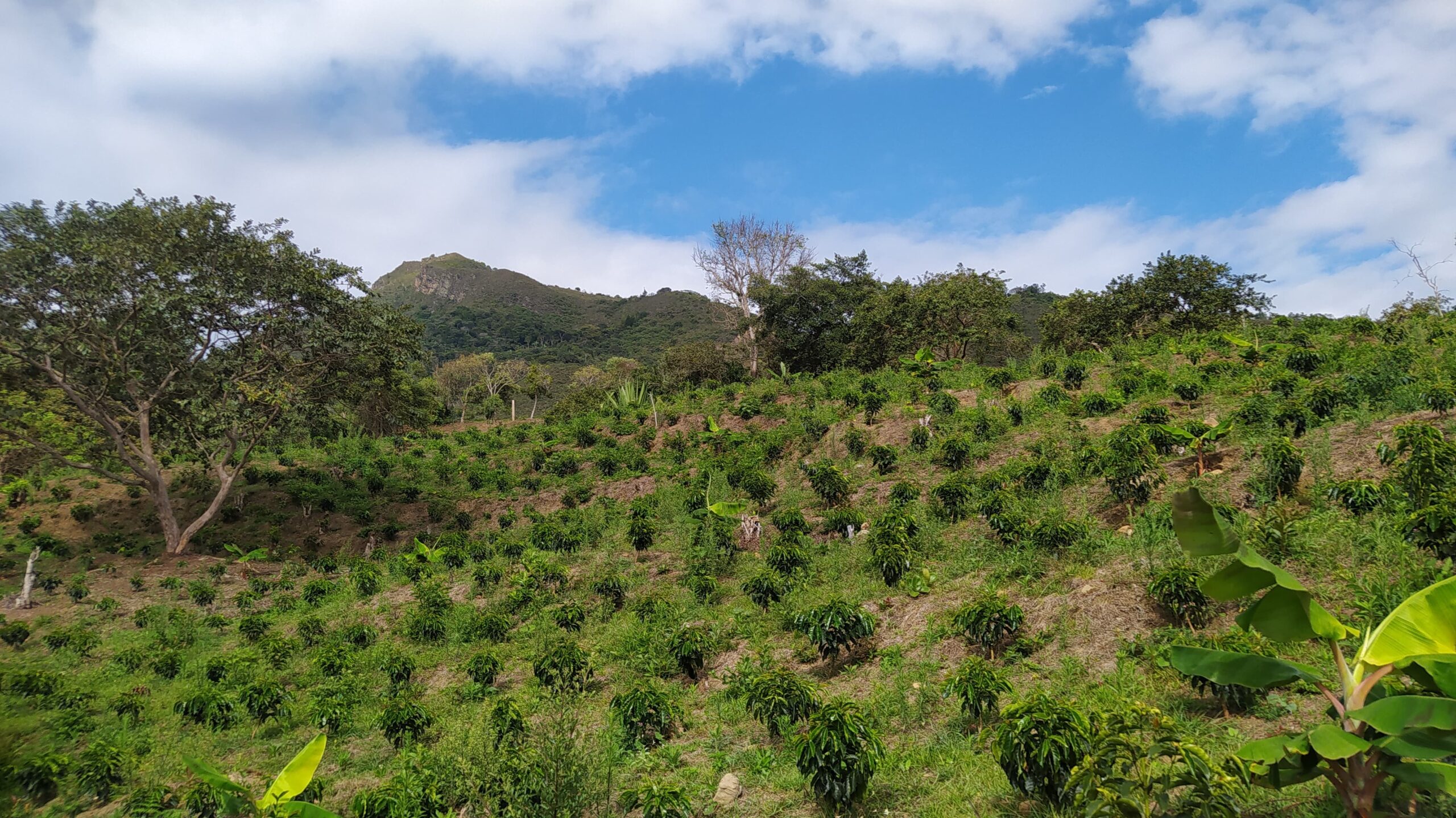 Finca Las Palmas